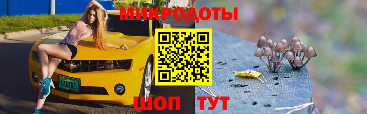 Псилоцибиновые грибы Psilocybe Новодвинск